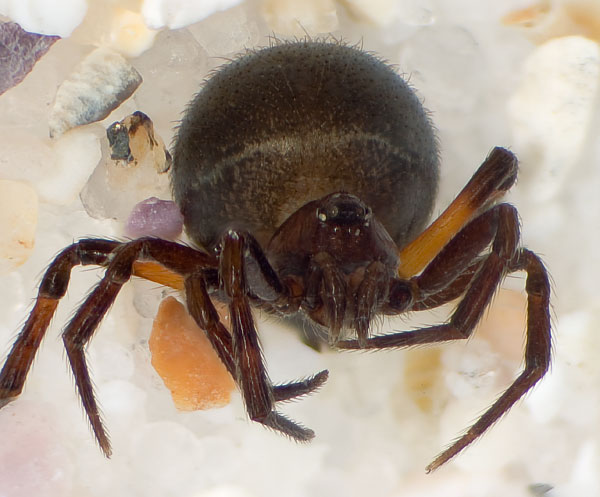 Datei:Tristis Dammbachsgrund 08-06 04.jpg