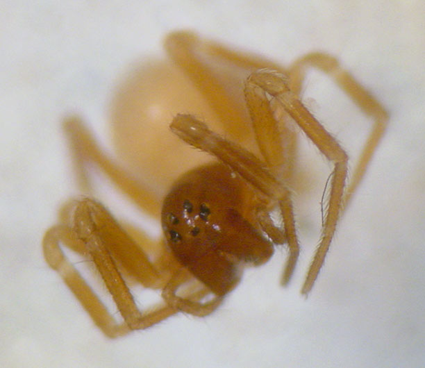 Datei:Diplocephalus lusiscus w fr inHoehlen leg DWeber AStaudt.jpg