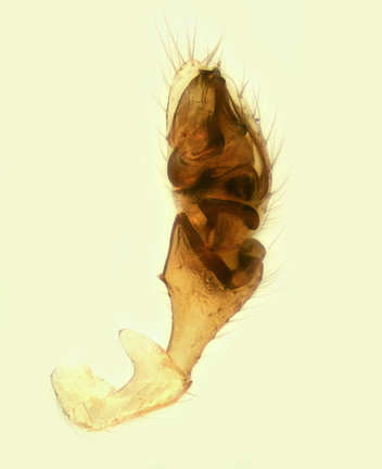 Datei:Erigone promiscua m pp2 1,67mm Coll RBosman Orense-PereiraDeAguilar Sp POger.jpg