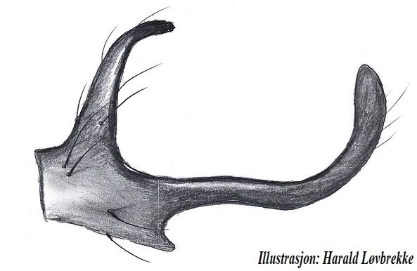 Datei:Trichoncus saxicola tibialapohysis vonInnen HLovbrekke.jpg