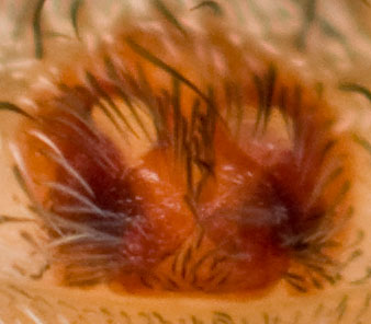 Datei:Xerolycosa miniata Epig 8-01841.jpg
