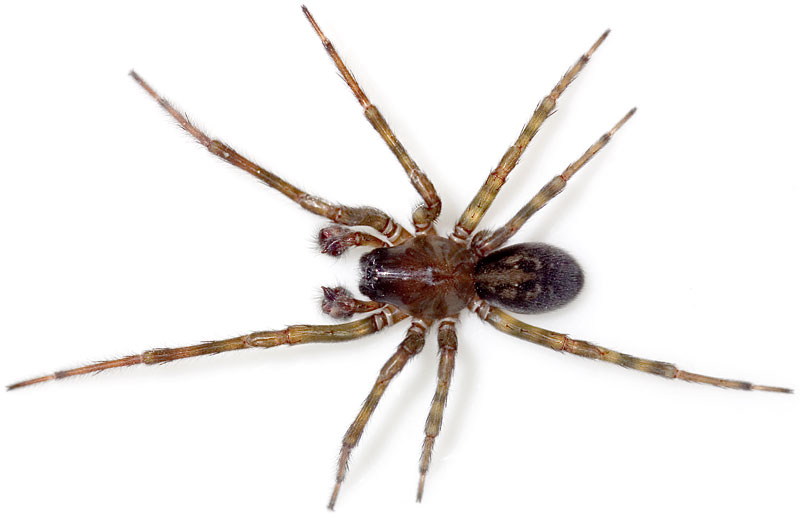 Datei:Ferox Weimar 07-12 01.jpg