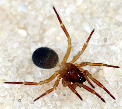 Robertus heydemanni f -17.05.10-420-4.jpg