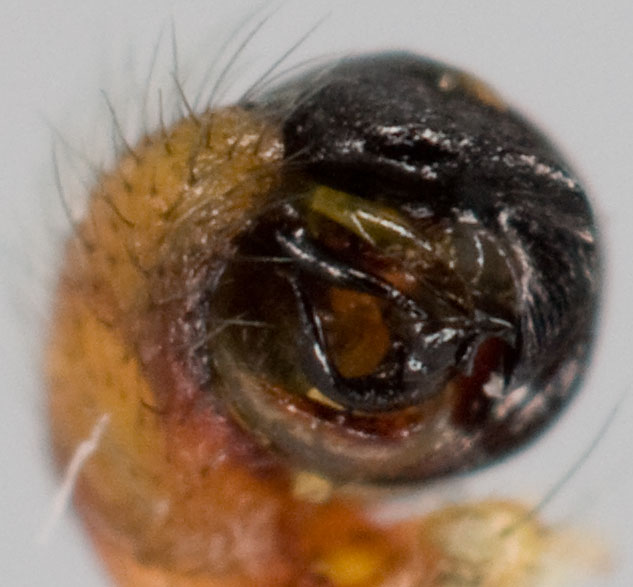 Datei:Araniella cucurbitina Pedipalpus.jpg