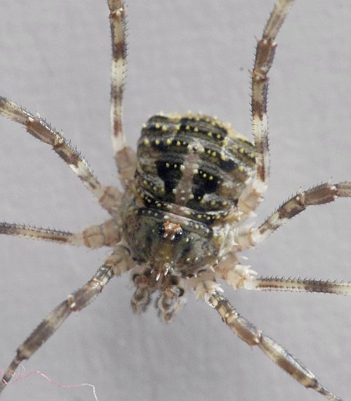 Datei:Dornig dorsal.jpg