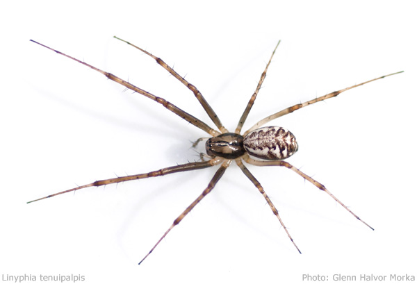 Datei:Linyphia tenuipalpis habitus 600.jpg