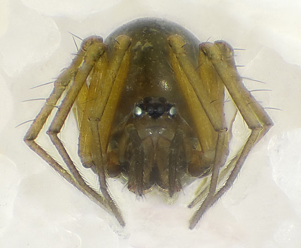 Datei:Theonina-cornix Teichel 09-05 03.jpg