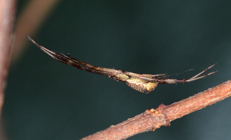 Datei:Episinus angulatus 2.jpg