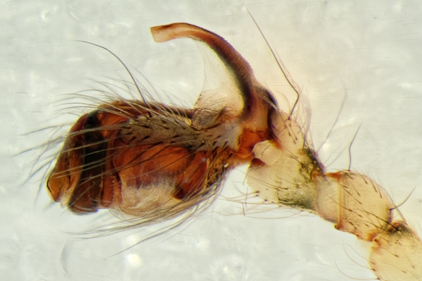 Datei:Metellina merianae 2014-10-11 Hobbersdorfer Gehege Pdipalpus links lateral.jpg