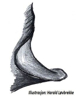 Datei:Alopecosa inquilina tegularapophyse HLovbrekke.jpg