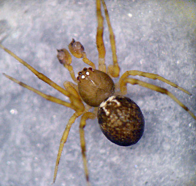 Datei:Theridion boesenbergi 1024.jpg