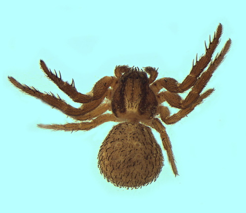 Datei:Ozyptila pauxilla w do 3,36mm Bodenfalle-Wald SaoMarrcosDaSerra Portugal 23Mai12 POger.jpg