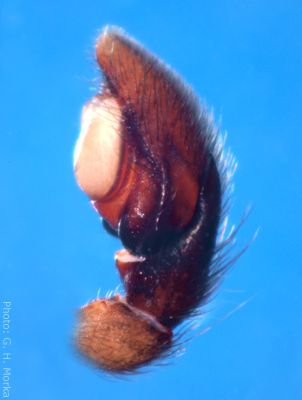 Datei:Gnaphosa microps palp la Signaldalen Sommer2010 GHMorka.jpg