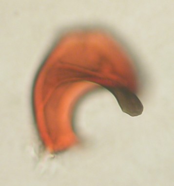 Datei:Gongylidiellum murcidum m paracymbium 1,5mm Graskompost Lågendalen Holtesetra 24.10.2010 AFjellberg.jpg