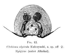 Datei:SchenkelAlpicolaFigure.jpg
