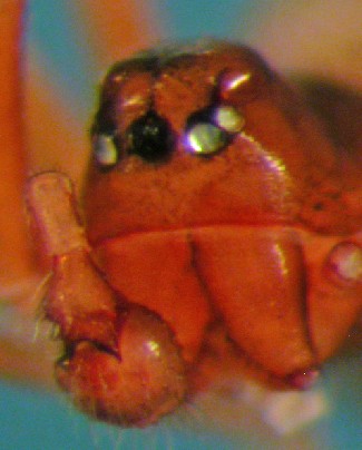 Datei:Thyreosthenius parasiticus m fr V.Slidre AF 15.9.10 AFjellberg.jpg