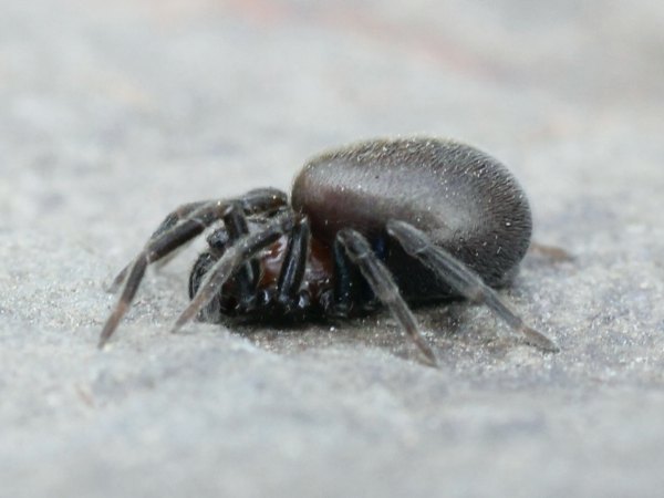 Datei:Titanoeca quadriguttata w amStux BIO-Weinberg Belz 17Apr12 MStemmer.jpg