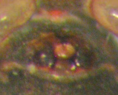 Datei:Typhochrestus digitatus epigyne 1,5mm Moos Mischwald Tjøme 26.10.2010AFjellberg.jpg
