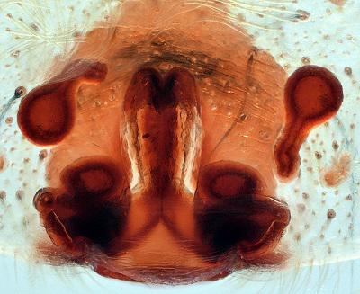 Datei:Alopecosa trabalis Vulva W Oertel.jpg