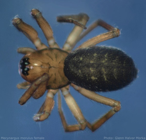 Datei:Mecynargus morulus female habitus 600 GHMorka.jpg