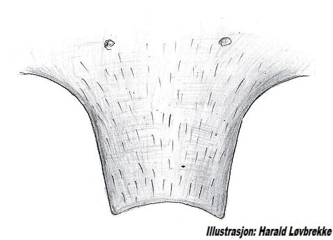Datei:Tetragnatha striata epigyn HLovbrekke.jpg