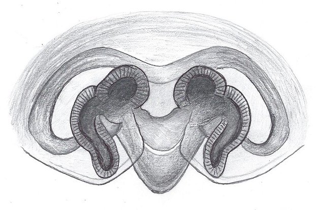 Datei:Centromerus prudens Vulva HLoevbrekke.jpg