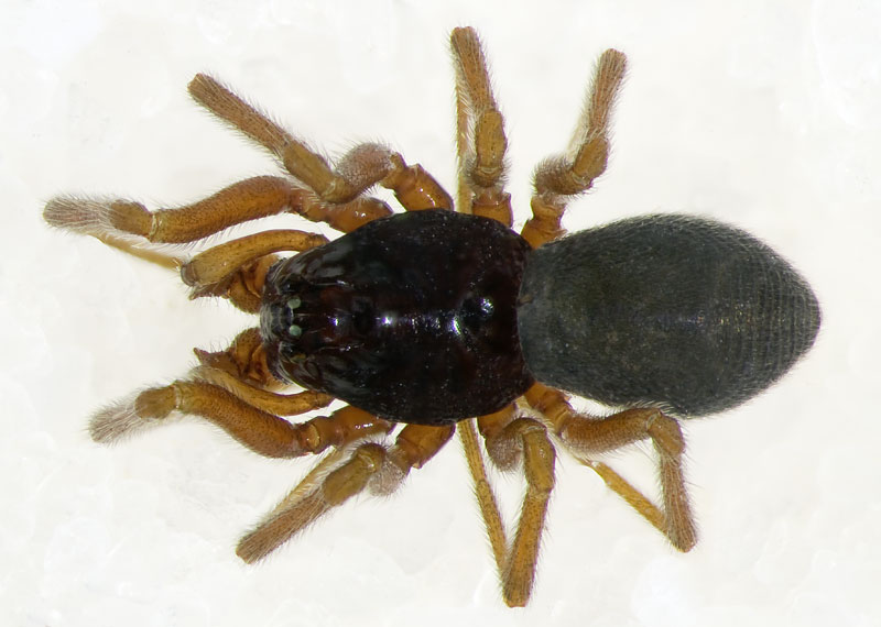 Datei:Lophomma-punctatum Harz-4230 11-05 01.jpg
