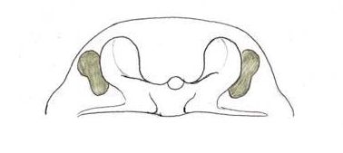 Datei:Meioneta similis epigyn bakfra HLovbrekke.jpg