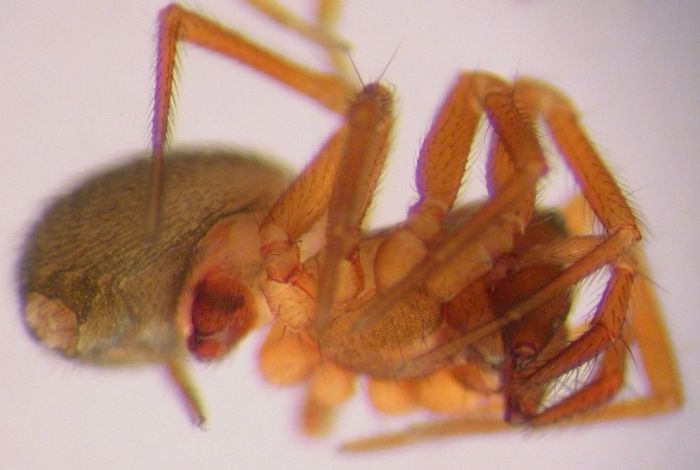 Datei:Tibioploides arcuatus w ventral 2,2mm Elverum 2012.05.02 AFjellberg.jpg