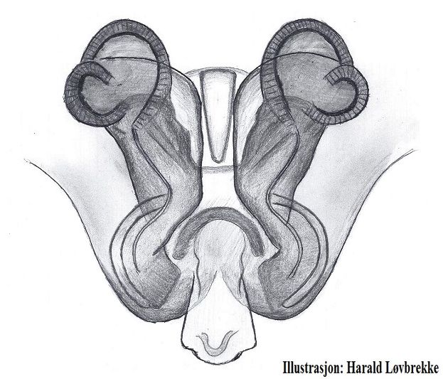 Datei:Maro sublestus vulva dorsal HLovbrekke.jpg