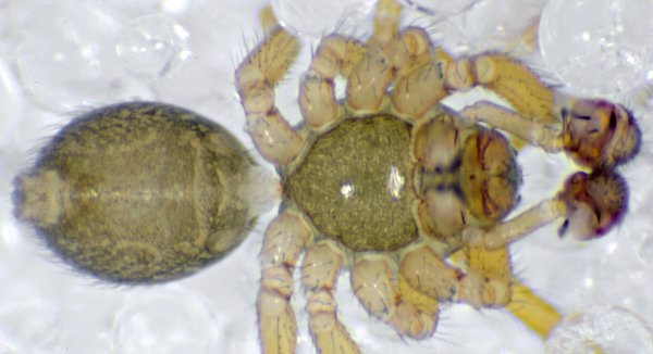 Datei:Centromerus dilutus m 23.10.11-477 ventral.jpg