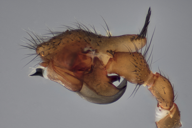 Datei:Allomengea vidua PediL NSG Lauenburger Elbvorland 2017-08-06.jpg