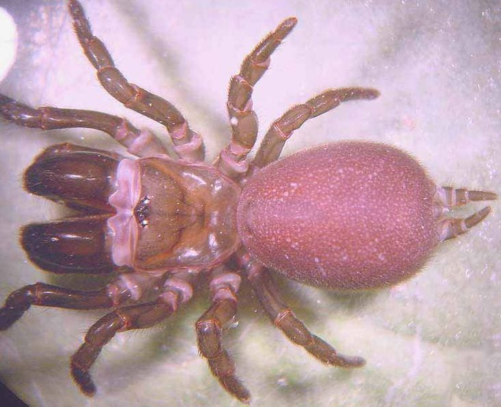 Datei:Atypus piceus 2 w 1024.jpg