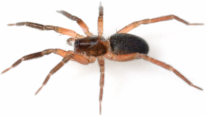 Datei:Palliardii Schmieden 07-10 02.jpg