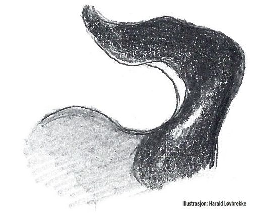 Datei:Scotina gracilipes embolus HLovbrekke.jpg