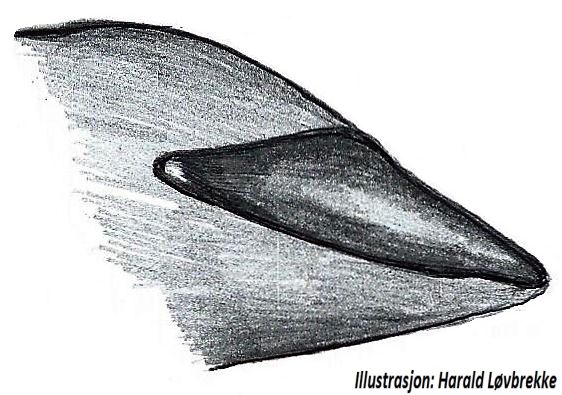 Datei:Alopecosa cuneata tegular apophysis HLovbrekke.jpg