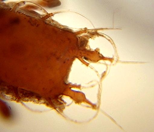 Datei:Camisiidae Camisia spinifer 5.jpg