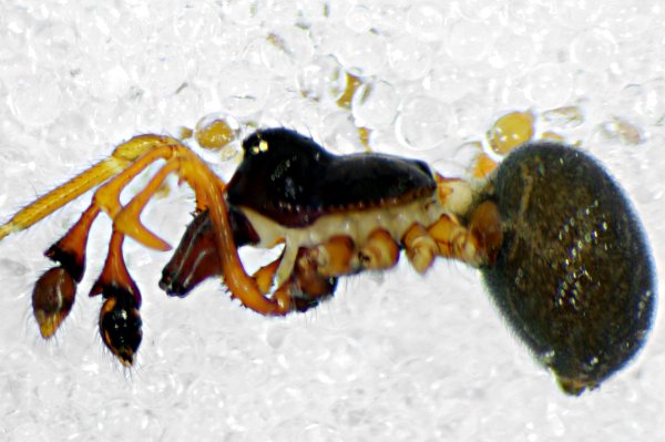 Datei:Erigone arctica maritima m Staberhuk 01.10.11-423 lateral (Beine entfernt).jpg