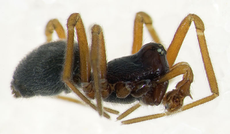 Datei:Lophomma-punctatum Harz-4230 11-05 02.jpg
