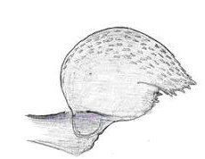 Datei:Agyneta decora Lamella rechter Pedipalpus HLoevbrekke.jpg