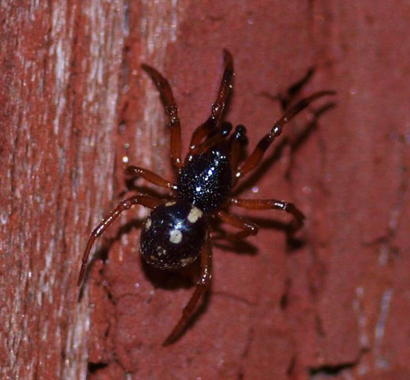 Datei:Crustulina guttata 5.jpg