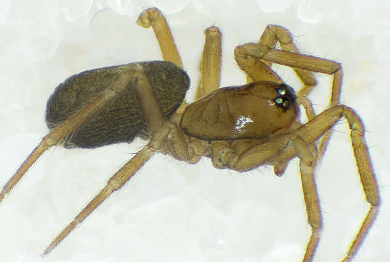 Datei:Mecynargus-morulus No-Finnmark 11-07 02.jpg