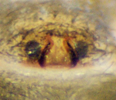 Datei:Oedothhorax gibbosus epigyne-04.05.10-486-3.jpg