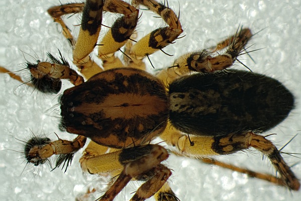 Datei:Anyphaena accentuata may-2014 Farbvariante.jpg