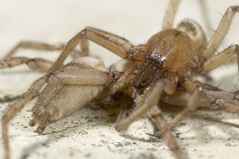 Datei:Drassodes-cupreus Schirnewitz 09-06 01-Paarung.jpg