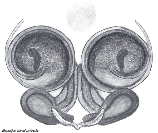 Datei:Gnaphosa lapponum vulva do HLovbrekke.jpg