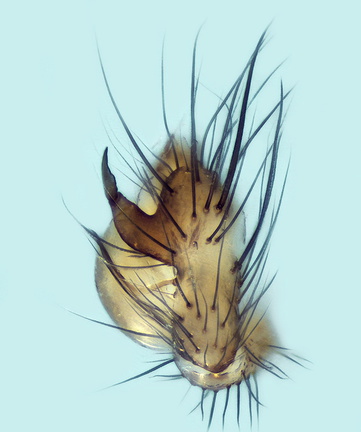 Datei:Leptoneta microphthalma m pp3 Hoehle Cazavet-Ariege FR 02Feb14 POger.jpg