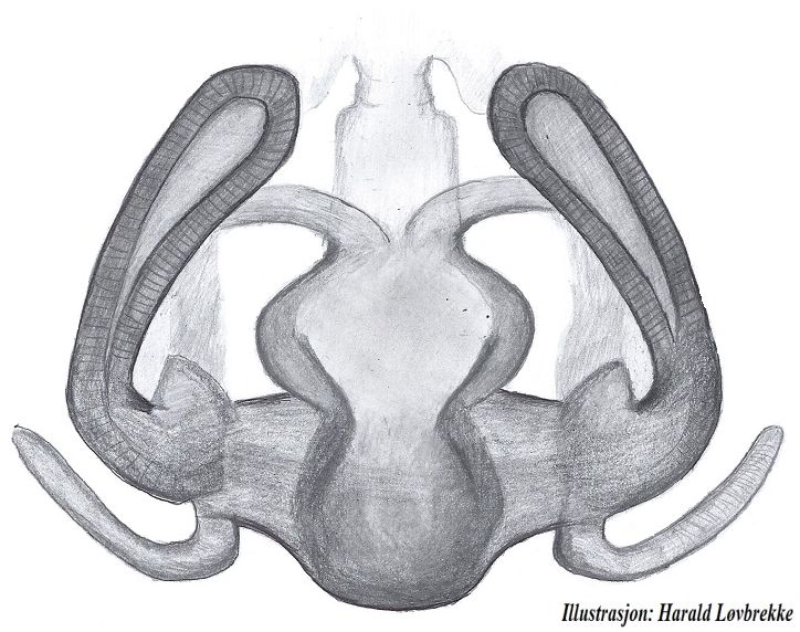 Datei:Pardosa lapponica vulva dorsal HLovbrekke.jpg