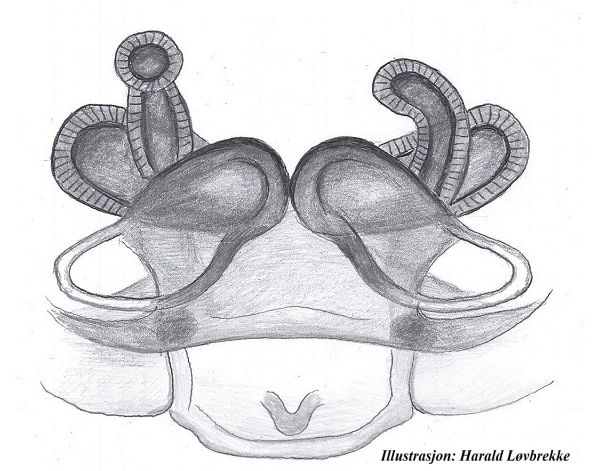 Datei:Porrhomma errans vulva ve HLovbrekke.jpg