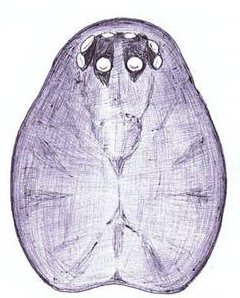 Datei:Agyneta decora m prosoma dorsal HLoevbrekke.jpg